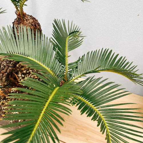 ［現品］【珍しい】10番　奄美姫ソテツ　盆栽造り　約7号　蘇轍　観葉植物　陶器鉢 現品］【珍しい】10番 奄美姫ソテツ 盆栽造り 約7号 蘇轍 観葉植物 陶器