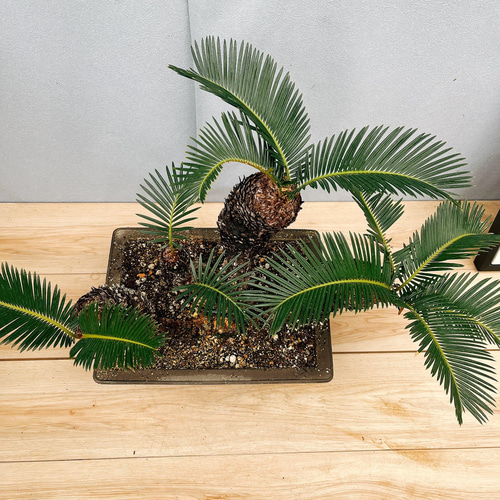 現品］【珍しい】6番 奄美姫ソテツ 盆栽造り 約7号 蘇轍 観葉植物