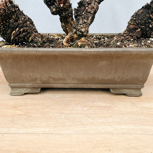 現品］【珍しい】6番 奄美姫ソテツ 盆栽造り 約7号 蘇轍 観葉植物