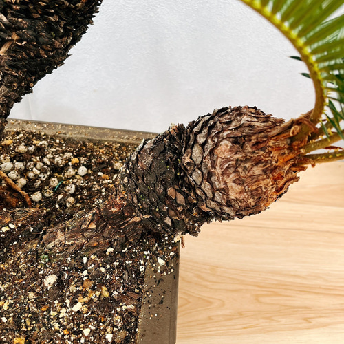 現品］【珍しい】6番 奄美姫ソテツ 盆栽造り 約7号 蘇轍 観葉植物