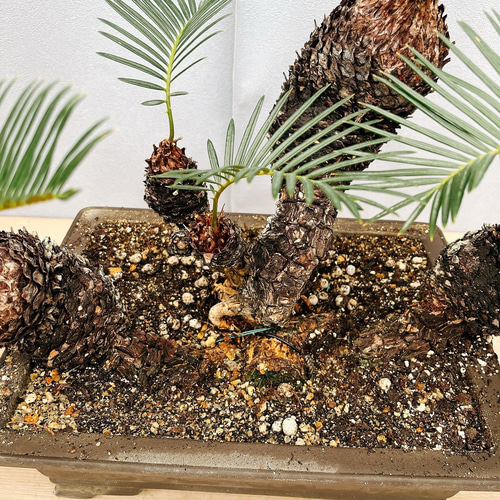 現品］【珍しい】6番 奄美姫ソテツ 盆栽造り 約7号 蘇轍 観葉植物