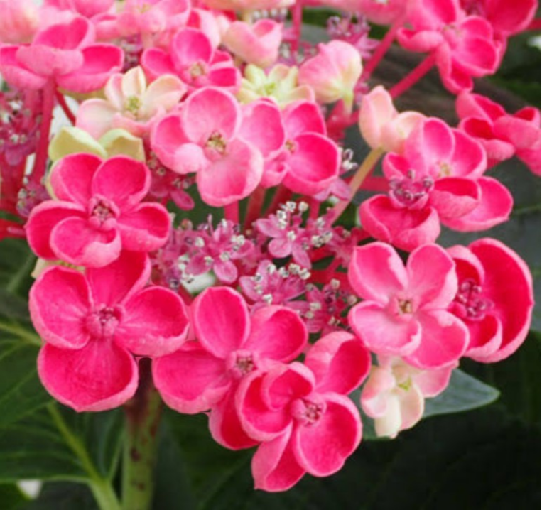 紫陽花【華あられ】4:/24撮影 蕾付き株 母の日父の日のプレゼントにも