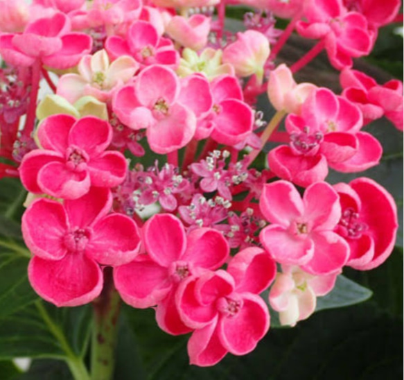 sawasawa様】1341.天然石 琉球ガラス 紫陽花 じゃれ猫 レジン