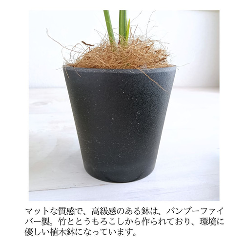 置くだけでオシャレ空間に♪】マットな黒鉢のフェイクモンステラ