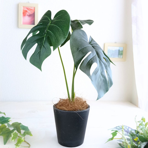 モンステラ 約1メートル 黒い鉢付き 1点のみ 大きなモンステラ・デリシオーサ スタイリッシュ黒鉢付