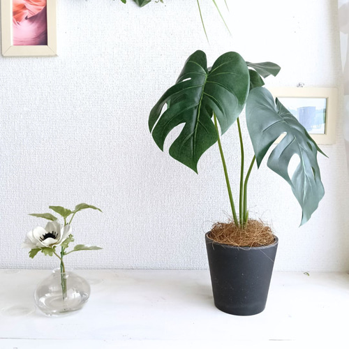 置くだけでオシャレ空間に♪】マットな黒鉢のフェイクモンステラ