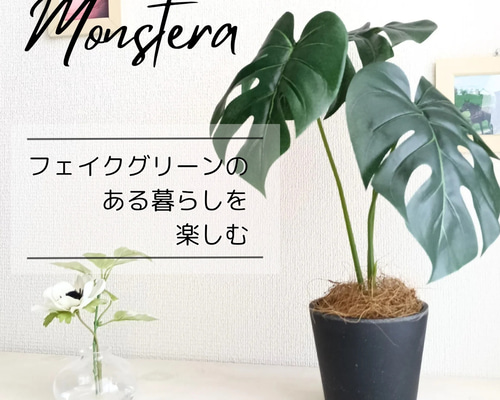 モンステラ 約1メートル 黒い鉢付き 楽天市場】(観葉)『モンステラ 6号鉢 イノルガニックボウルブラック鉢