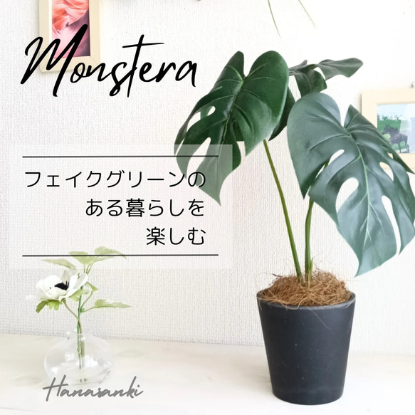 モンステラ 約1メートル 黒い鉢付き 1点のみ 大きなモンステラ・デリシオーサ スタイリッシュ黒鉢付