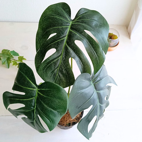 モンステラ 約1メートル 黒い鉢付き monstera-64_1.jpg?1565506493