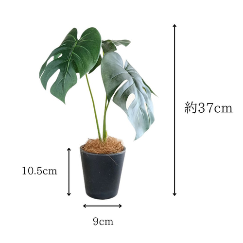 置くだけでオシャレ空間に♪】マットな黒鉢のフェイクモンステラ