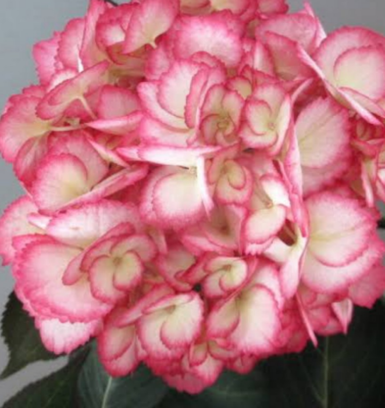 紫陽花【リップル 】今年開花予定の株