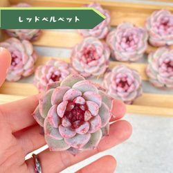 2苗【6cmpot/スノーホワイト錦】小苗 輸入苗 多肉植物 多肉植物