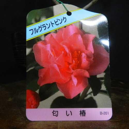 ☆ENGEI ichioki☆椿・ツバキ「品種名：フルグラントピンク