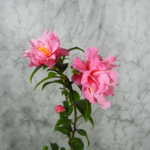 ☆ENGEI ichioki☆椿・ツバキ「品種名：フルグラントピンク・八重咲系