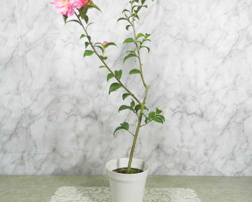 ☆ENGEI ichioki☆椿・ツバキ「品種名：フルグラントピンク・八重咲系