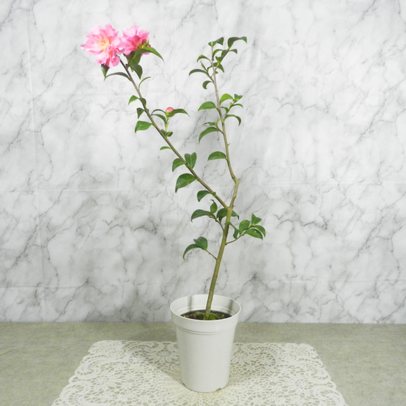 ☆ENGEI ichioki☆椿・ツバキ「品種名：フルグラントピンク・八重咲系