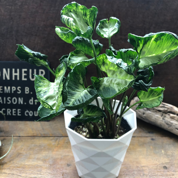 シンゴニウム　ゴジラ他ご注文分 シンゴニウム ゴジラ他ご注文分 シンゴニウム ゴジラ他ご注文分