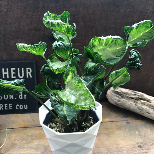 シンゴニウム　ゴジラ他ご注文分 シンゴニウム ゴジラ他ご注文分 シンゴニウム ゴジラ他ご注文分 【公式