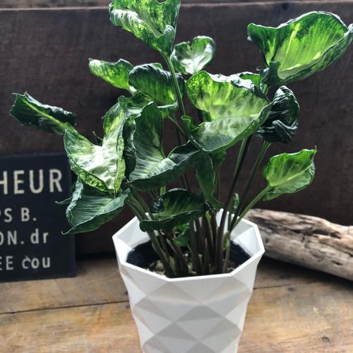 ゴジラ♡シンゴニウム♡観葉植物♡インテリア アートフラワー