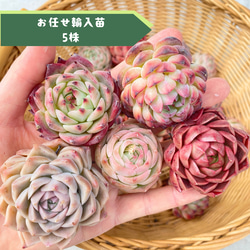 1苗【4cm程度/ピンクプリティ錦】中苗 輸入苗 多肉植物 多肉植物