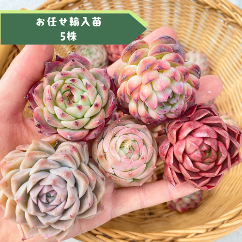 H*e様 R521クリームベリー抜き苗28株多肉植物 エケベリア 韓国苗