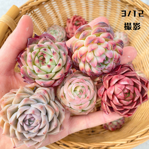 5苗【4～6cm程度/おまかせ苗】小～中苗 輸入苗 多肉植物 多肉植物 多肉