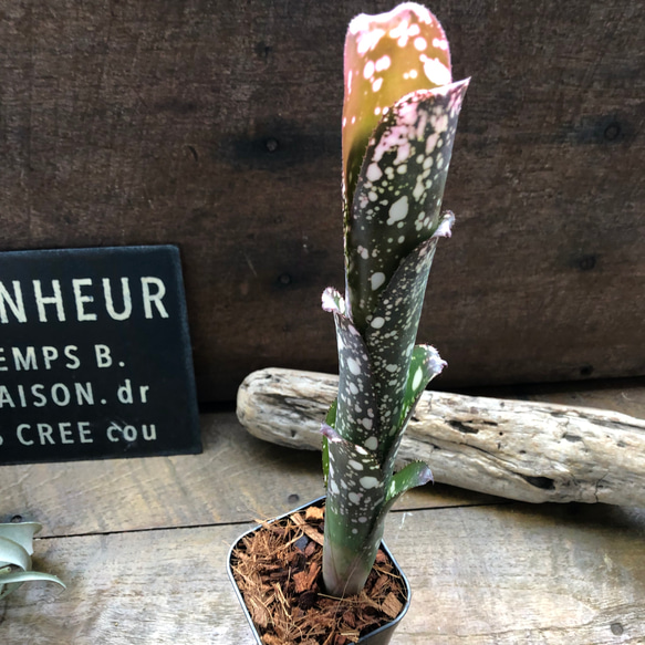 ビルベルギア ムーランルージュ♡Billbergia Moulin Rouge♡タンク