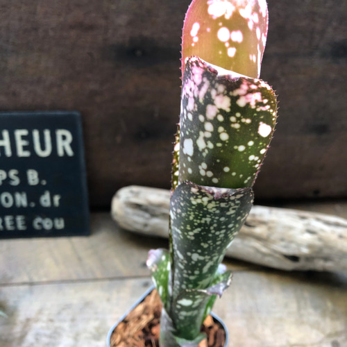 ビルベルギア ムーランルージュ♡Billbergia Moulin Rouge