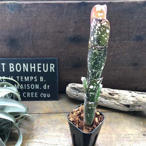 ビルベルギア ムーランルージュ♡Billbergia Moulin Rouge♡タンク