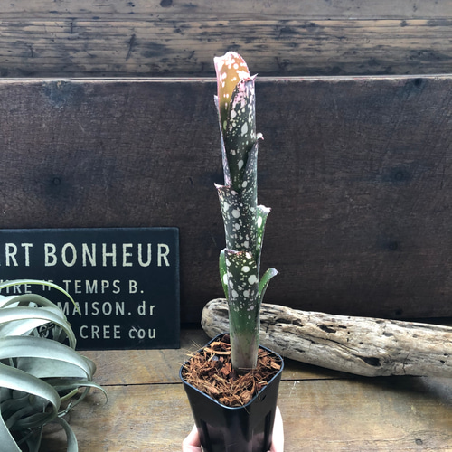 ビルベルギア ムーランルージュ♡Billbergia Moulin Rouge♡タンク