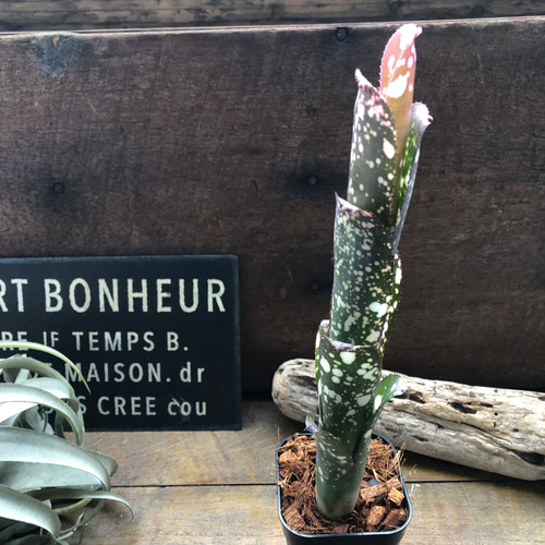 ビルベルギア ムーランルージュ♡Billbergia Moulin Rouge