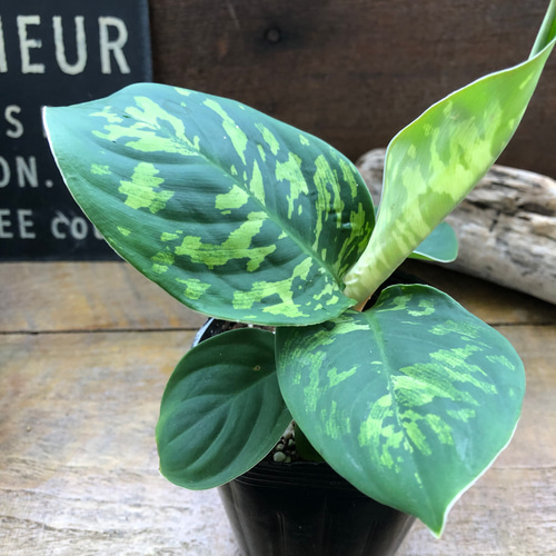 ホマロメナ カモフラージュ♡迷彩柄の観葉植物♡大人気 アートフラワー