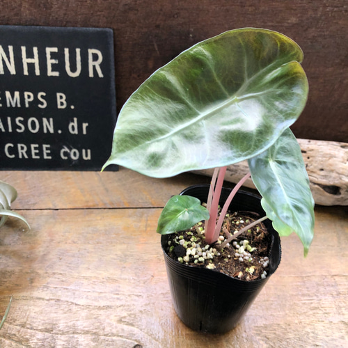 アロカシア『ピンクドラゴン』希少品種♡観葉植物 アート