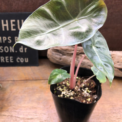 0f8780c662876bb6dfd90c2b7c476b