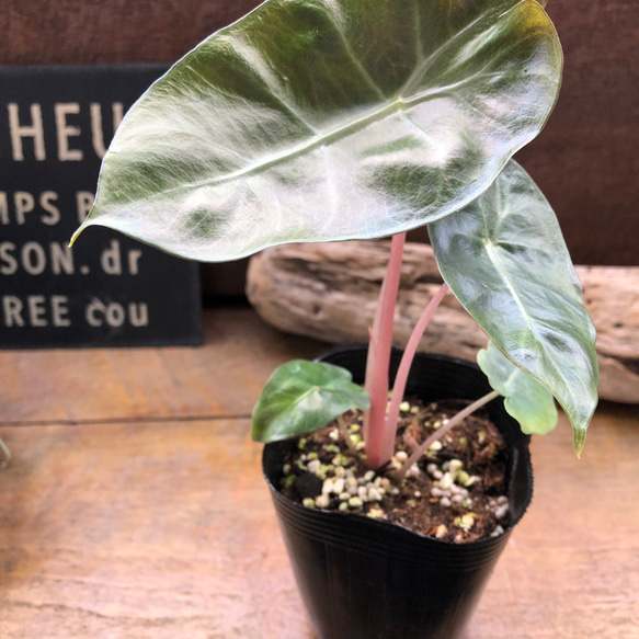 アロカシア『ピンクドラゴン』希少品種♡観葉植物 アートフラワー パリ