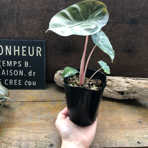 アロカシア『ピンクドラゴン』希少品種♡観葉植物 アートフラワー パリ