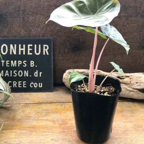 メルカリ便【アロカシア・ピンクドラゴン　albo var.】 アロカシア ピンクドラゴン 斑入り 大きな個体 - メルカリ