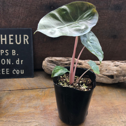 アロカシア『ピンクドラゴン』希少品種♡観葉植物 アートフラワー パリ