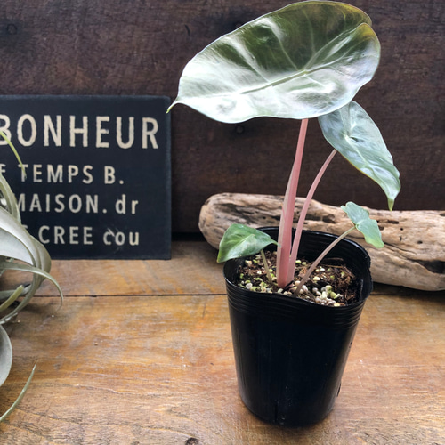 アロカシア『ピンクドラゴン』希少品種♡観葉植物 アートフラワー パリ