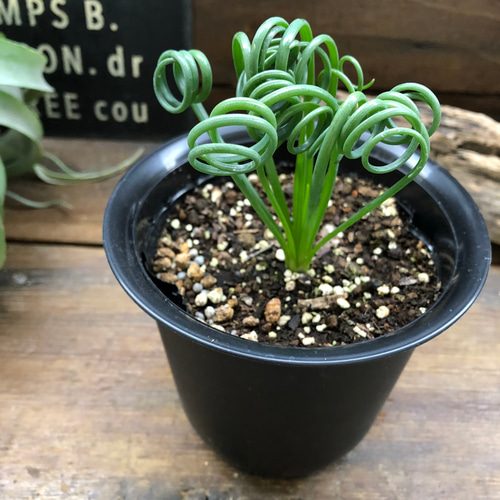吊り下げネペンテス♡ガヤ♡5号♡ウツボカズラ♡食虫植物