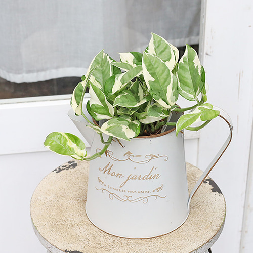 観葉植物 ポトス エンジョイ 俺のシリーズ ねこチップ×ネガミエル透明