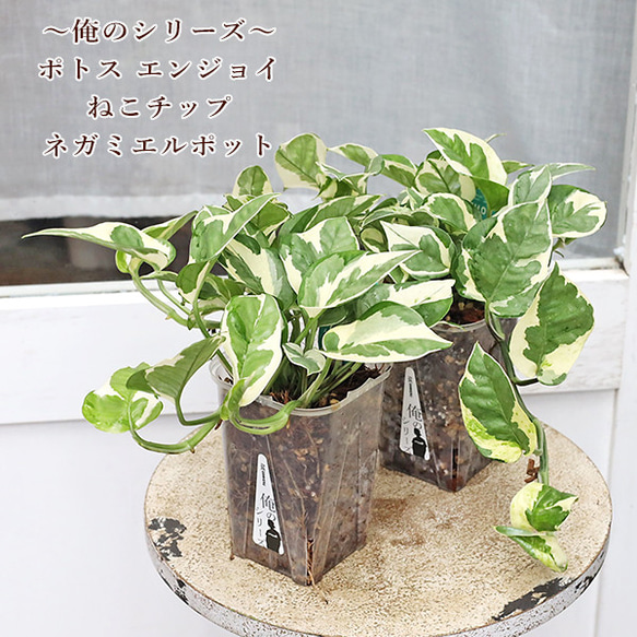 観葉植物 ポトス エンジョイ 俺のシリーズ ねこチップ