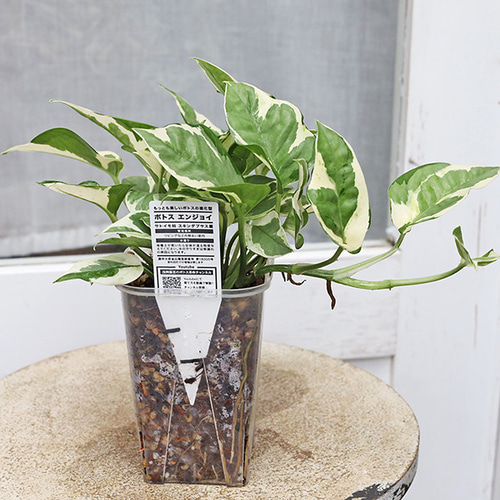 観葉植物 ポトス エンジョイ 俺のシリーズ ねこチップ×ネガミエル透明