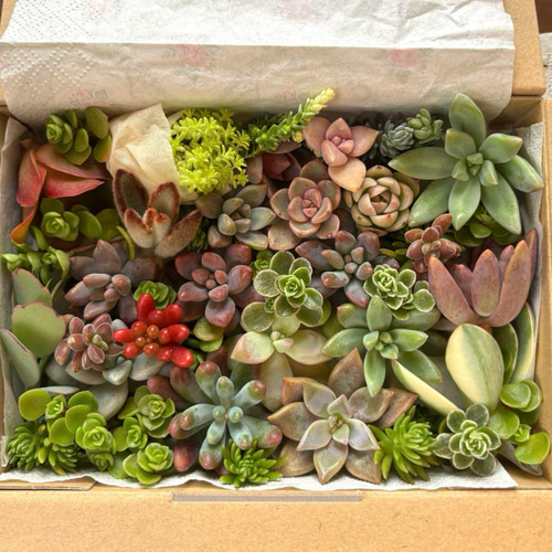 多肉植物 カット苗 セット 色どりいろいろ 詰め合わせ 育てる 寄せ植え