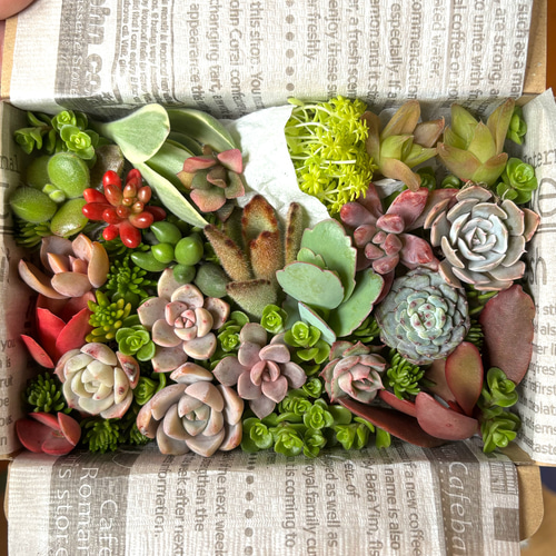 多肉植物 カット苗 セット 色どりいろいろ 詰め合わせ 育てる 寄せ植え
