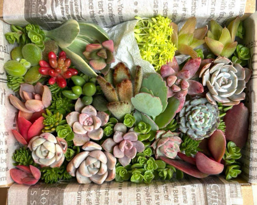 多肉植物 カット苗 セット 色どりいろいろ 詰め合わせ 育てる 寄せ植え