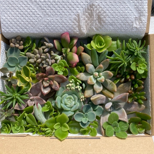 多肉植物 カット苗 セット 色どりいろいろ 詰め合わせ 育てる