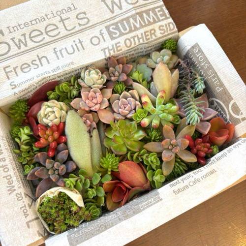 多肉植物 カット苗 セット 色どりいろいろ 詰め合わせ 育てる