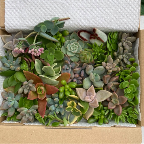 多肉植物カット苗Dセット☆寄せ植え 多肉植物 カット苗 寄せ植えセット 15種類 虹の玉他 多肉植物の