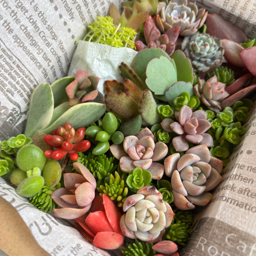 多肉植物 カット苗 セット 色どりいろいろ 詰め合わせ 育てる 寄せ植え